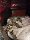 Mr. Meowster - Photo 7