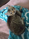 Mr. Meowster - Photo 8