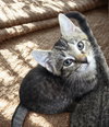 Mr. Meowster - Photo 4