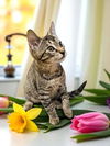 adoptable Cat in elgin, SC named Mr. Meowster