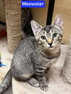 Mr. Meowster - Photo 3