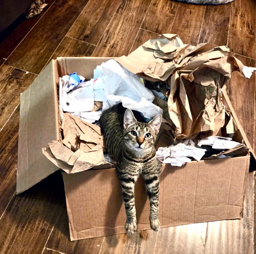 Mr. Meowster, an adoptable Domestic Short Hair in Camden, SC