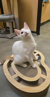 adoptable Cat in elgin, SC named Cyclops