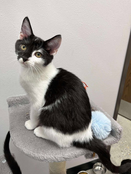 ARES - Domestic Short Hair available for adoption