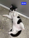 Ares - Photo 4