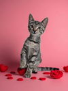 adoptable Cat in elgin, SC named Birdie