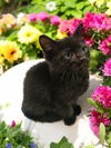 adoptable Cat in elgin, SC named Premeditation (Available for pre-adoption)