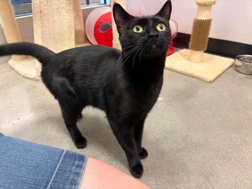 Premeditation, Domestic Short Hair (short coat), cat for adoption in Charlotte, North Carolina