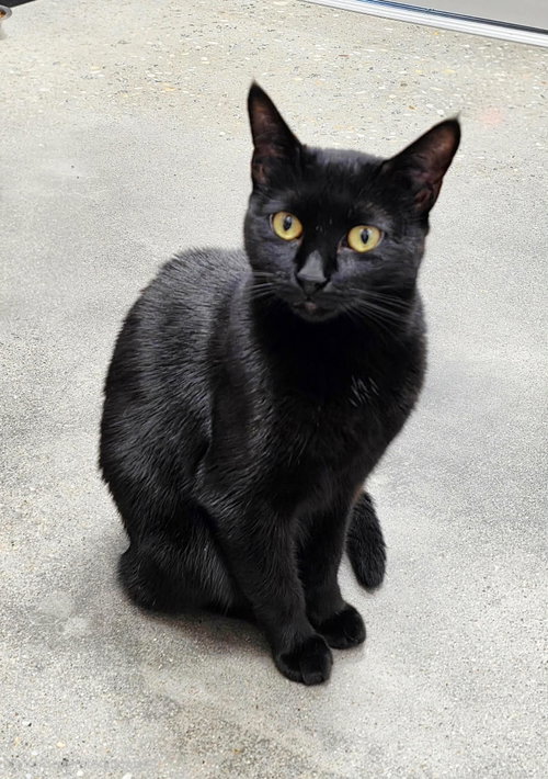 Premeditation, Domestic Short Hair (short coat), cat for adoption in Rock Hill, South Carolina