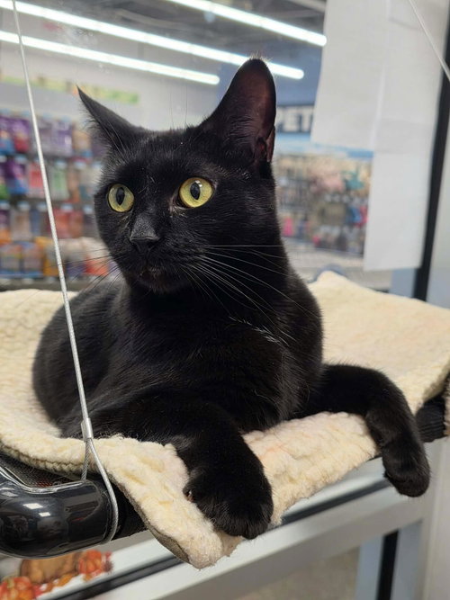 Premeditation, a cat for adoption from Cat Around Town Project