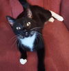 adoptable Cat in elgin, SC named Cecile