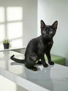 adoptable Cat in elgin, SC named Artemis