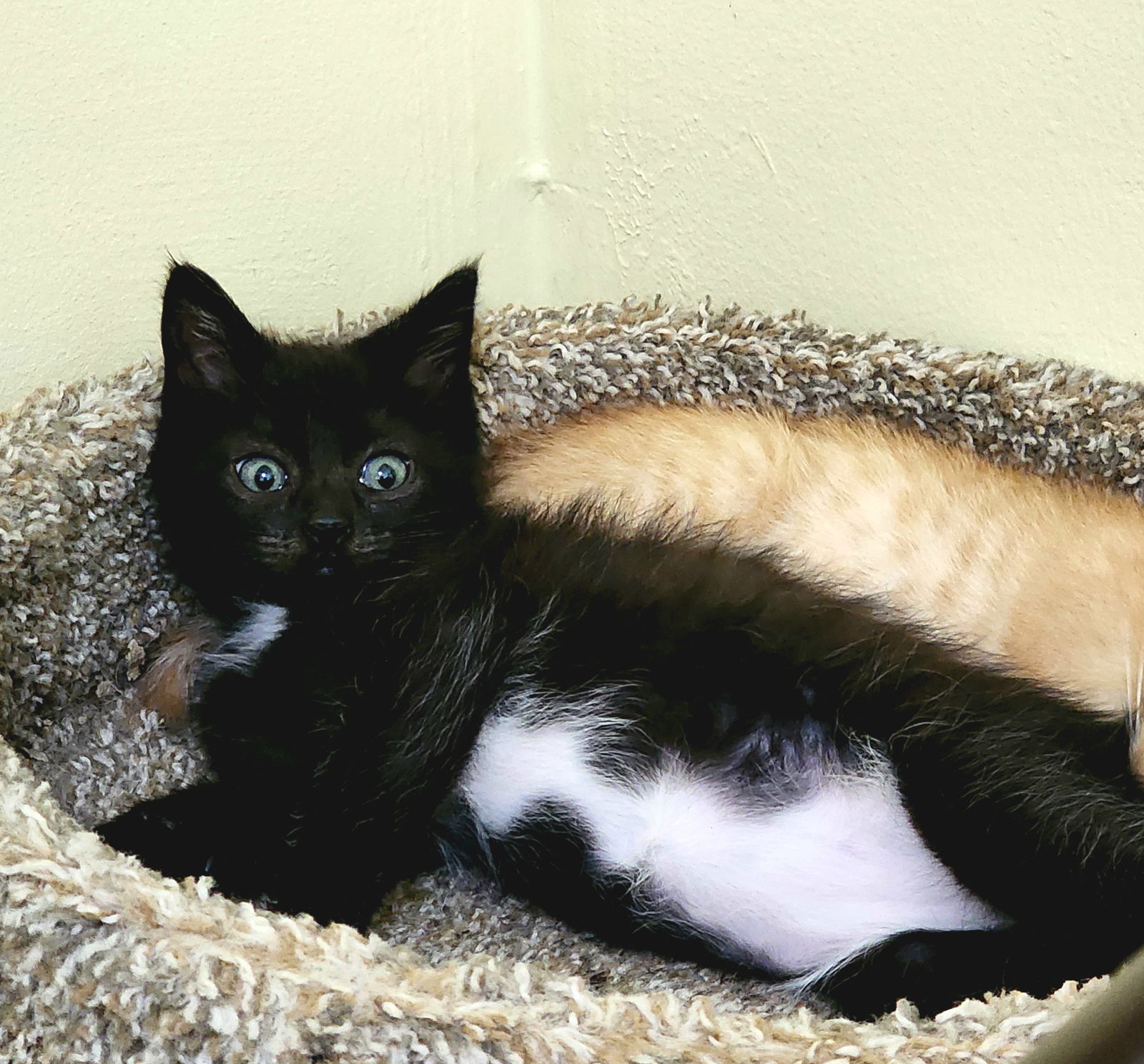 adoptable Cat in Elgin, SC named Blackjack