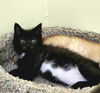 adoptable Cat in elgin, SC named Blackjack