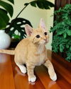 adoptable Cat in elgin, SC named Haydn **Bonded with Mozart**