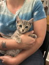 adoptable Cat in elgin, SC named V-8 (Available for pre-adoption)