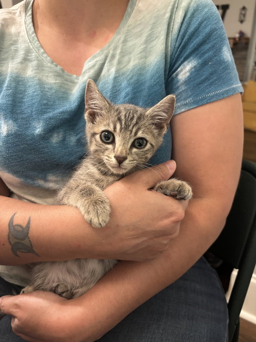 V-8 - Domestic Short Hair available for adoption