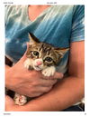 adoptable Cat in elgin, SC named Sour Patch