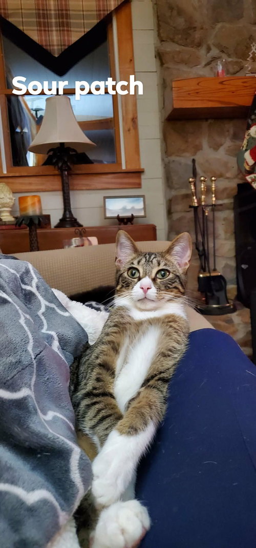 SOUR PATCH - Domestic Short Hair available for adoption
