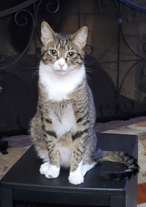 SOUR PATCH - Domestic Short Hair available for adoption