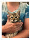 adoptable Cat in elgin, SC named Sweet-Tart