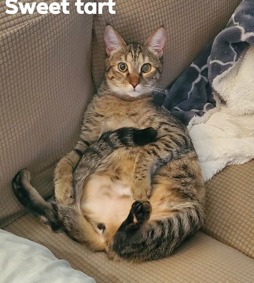 SWEET-TART - Domestic Short Hair available for adoption