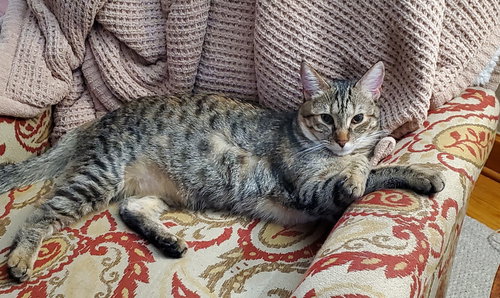 SWEET-TART - Domestic Short Hair available for adoption