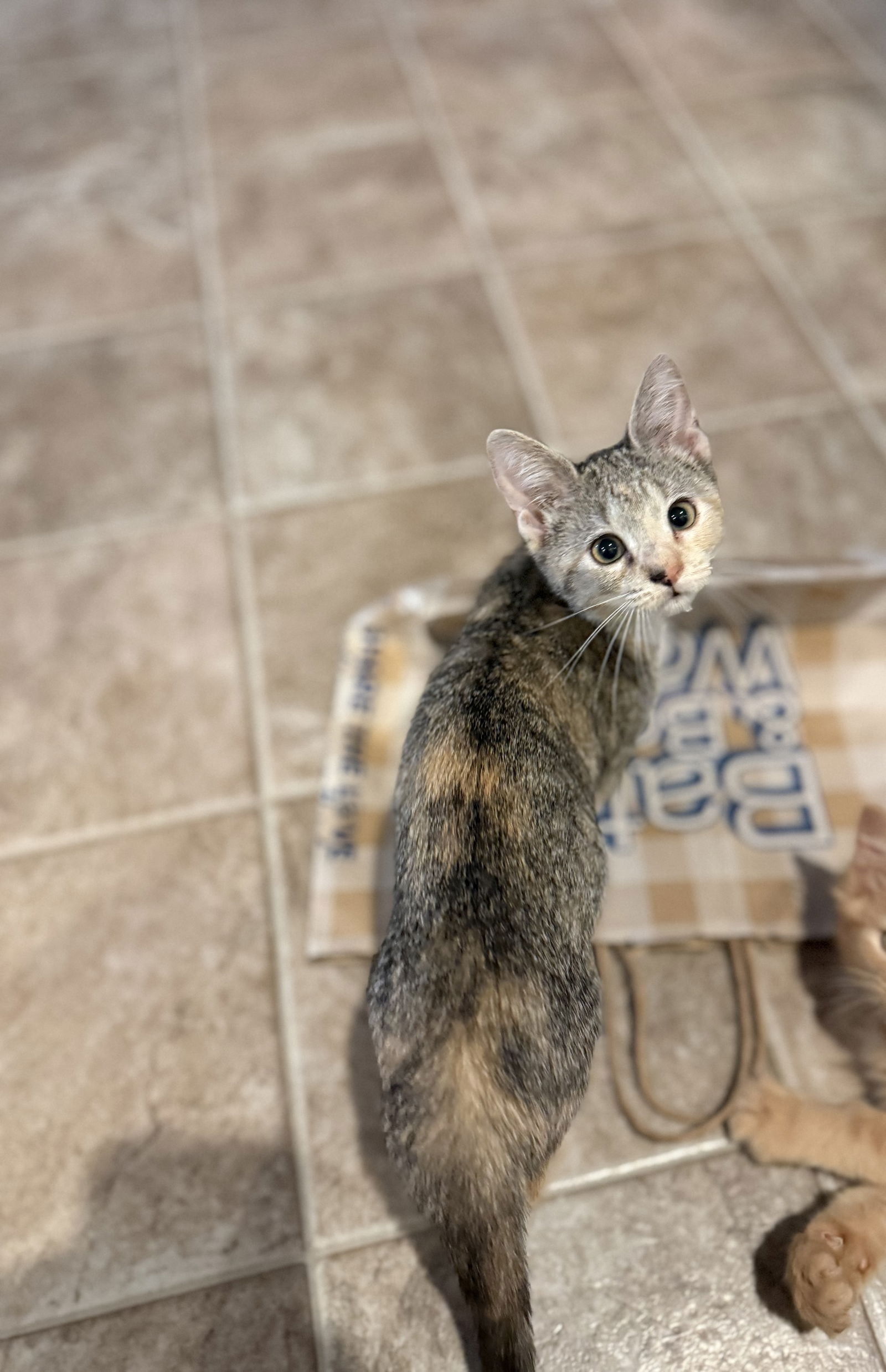 adoptable Cat in Elgin, SC named Twig