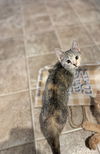 adoptable Cat in elgin, SC named Twig
