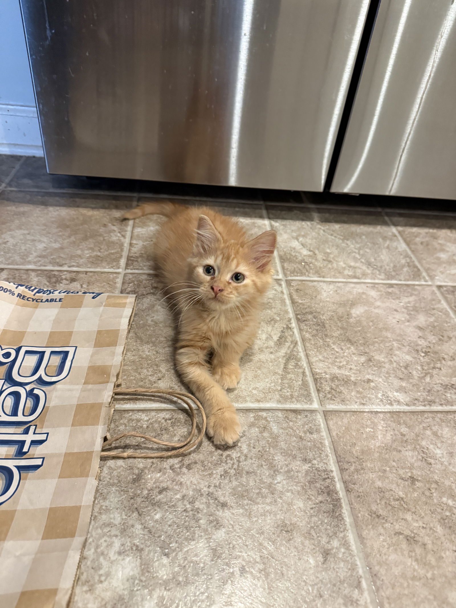 adoptable Cat in Elgin, SC named Pollen
