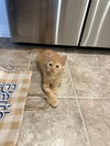 adoptable Cat in elgin, SC named Pollen