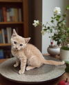 adoptable Cat in Elgin, SC named Yam (Available for pre-adoption)