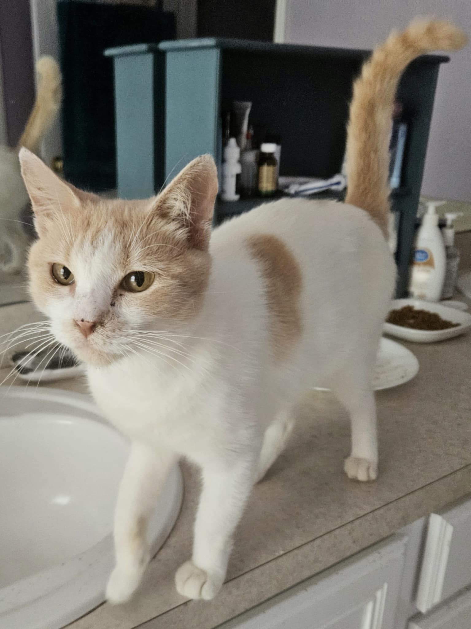adoptable Cat in Elgin, SC named Succotash