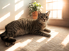 adoptable Cat in Elgin, SC named Chatterbox