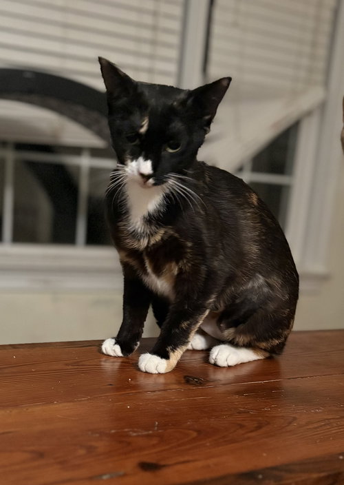 MARIANNE - Calico available for adoption