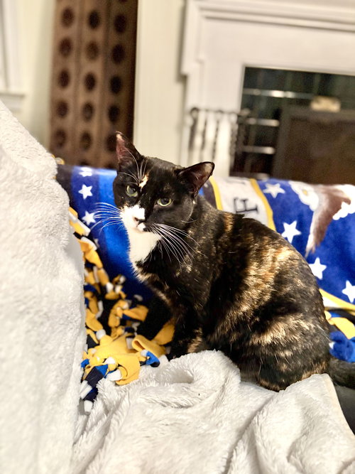 MARIANNE - Calico available for adoption