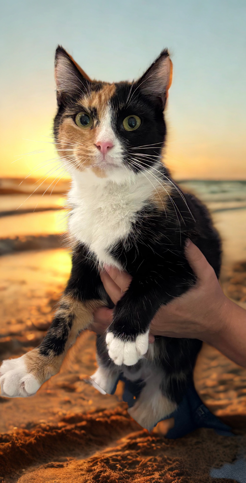 GINGER - Calico available for adoption