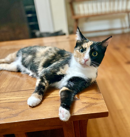 GINGER - Calico available for adoption