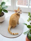 adoptable Cat in Elgin, SC named Mozart **Bonded with Haydn**