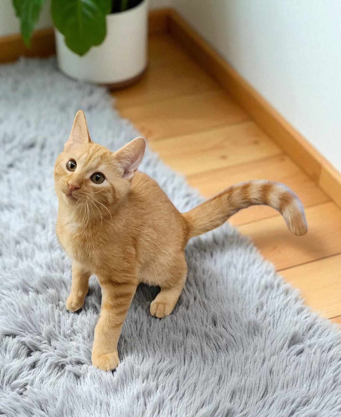 adoptable Cat in Elgin, SC named Damask