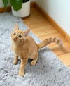adoptable Cat in Elgin, SC named Damask