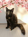 adoptable Cat in Elgin, SC named Noisette