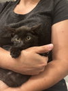 Huckleberry - Photo 10