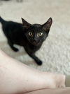 adoptable Cat in Elgin, SC named Huckleberry (Available for pre-adoption)