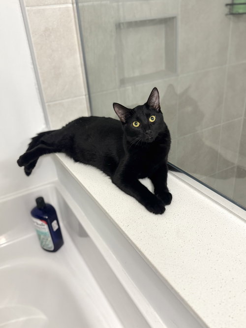 HUCKLEBERRY - Domestic Short Hair available for adoption