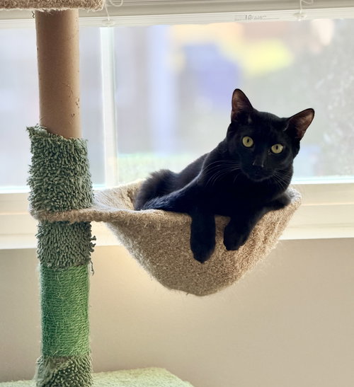 Huckleberry, Domestic Short Hair, cat for adoption in Sumter, South Carolina