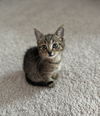 adoptable Cat in Elgin, SC named Mayday (Available for pre-adoption)