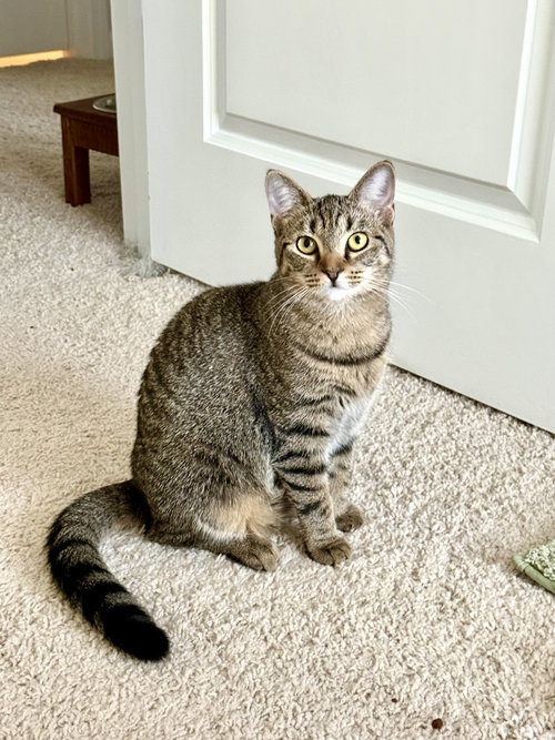 MAYDAY - Tabby available for adoption
