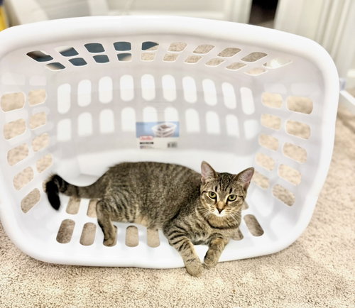MAYDAY - Tabby available for adoption