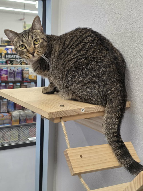 Mayday, an adoptable Tabby in Camden, SC
